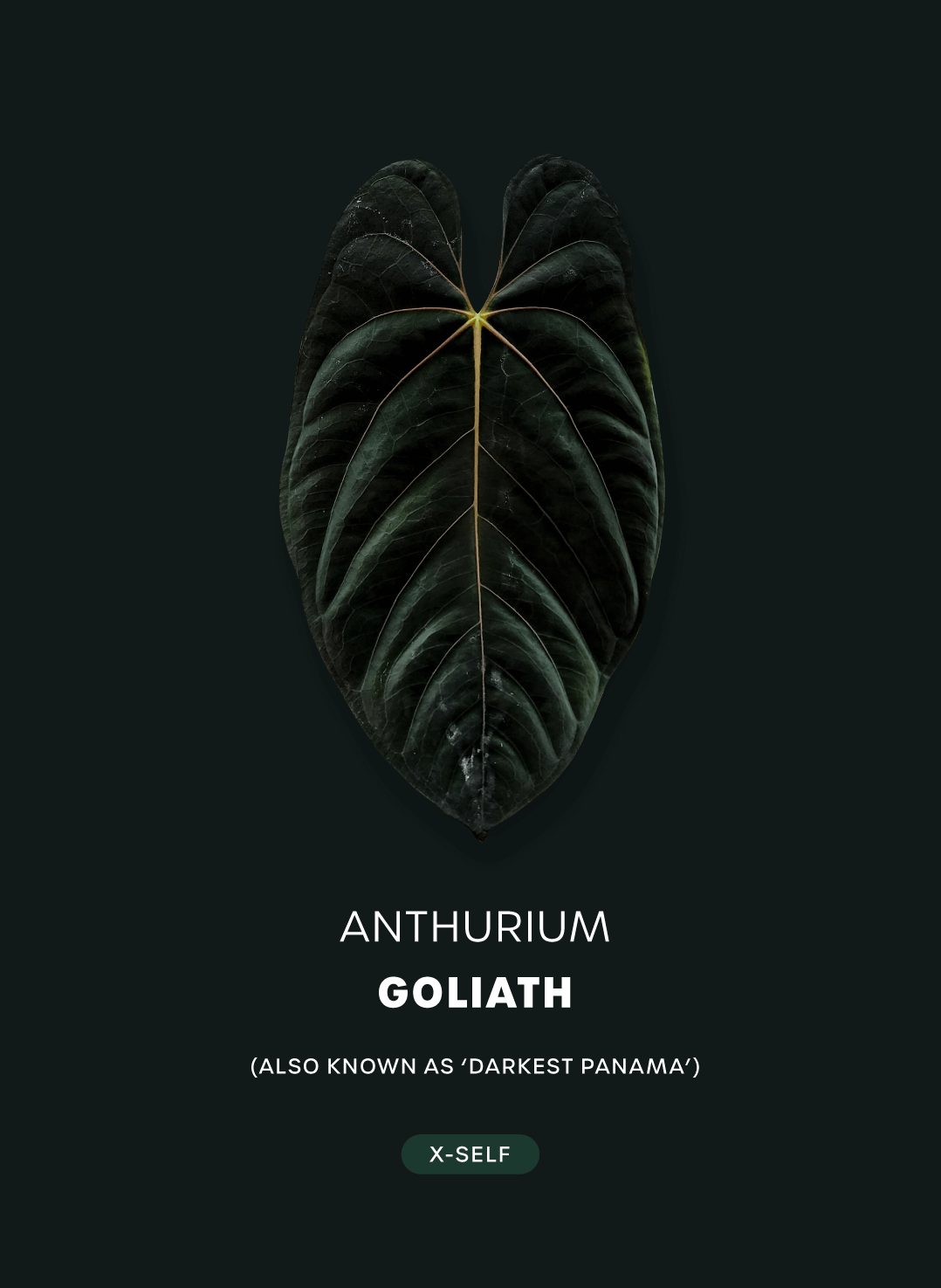 Anthurium Goliath / Darkest Panama (S) - SMUKHI