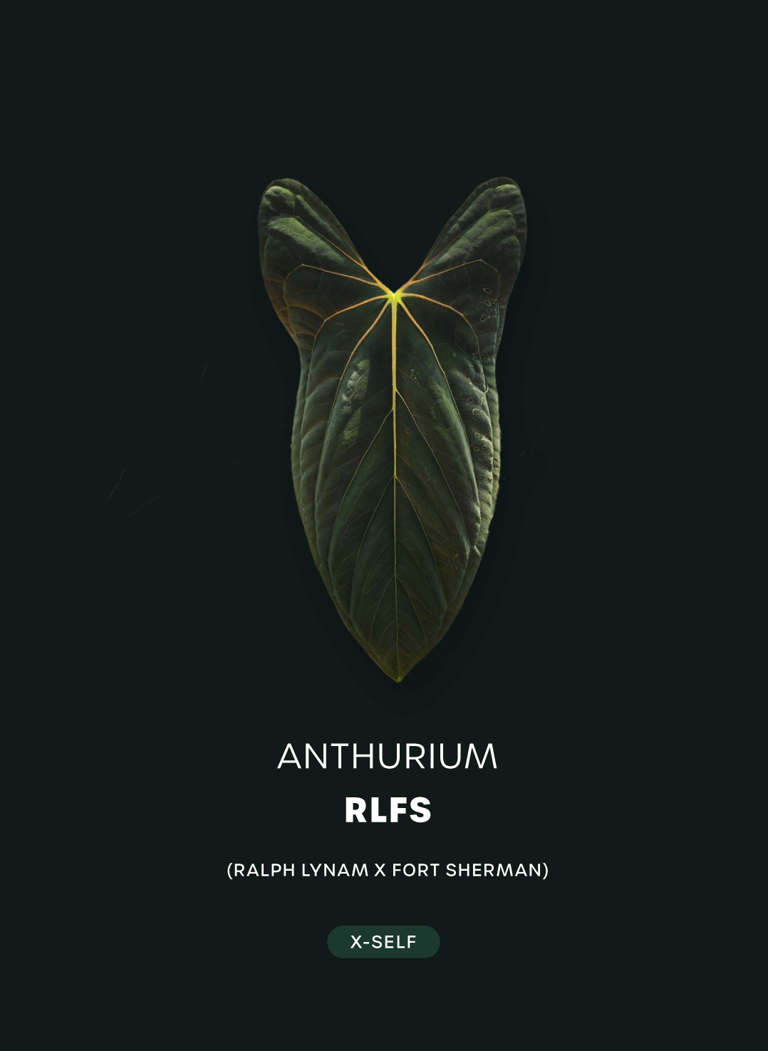 Anthurium RLFS x self - SMUKHI