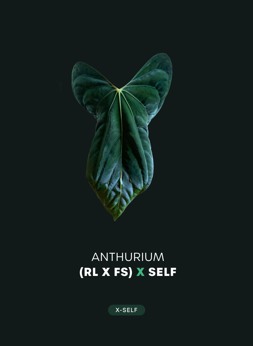 Anthurium RLxFS x self