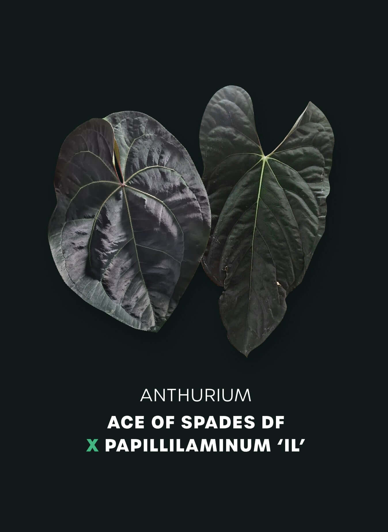 Anthurium Ace Of Spades Dark Form x Papillilaminum "IL" - SMUKHI