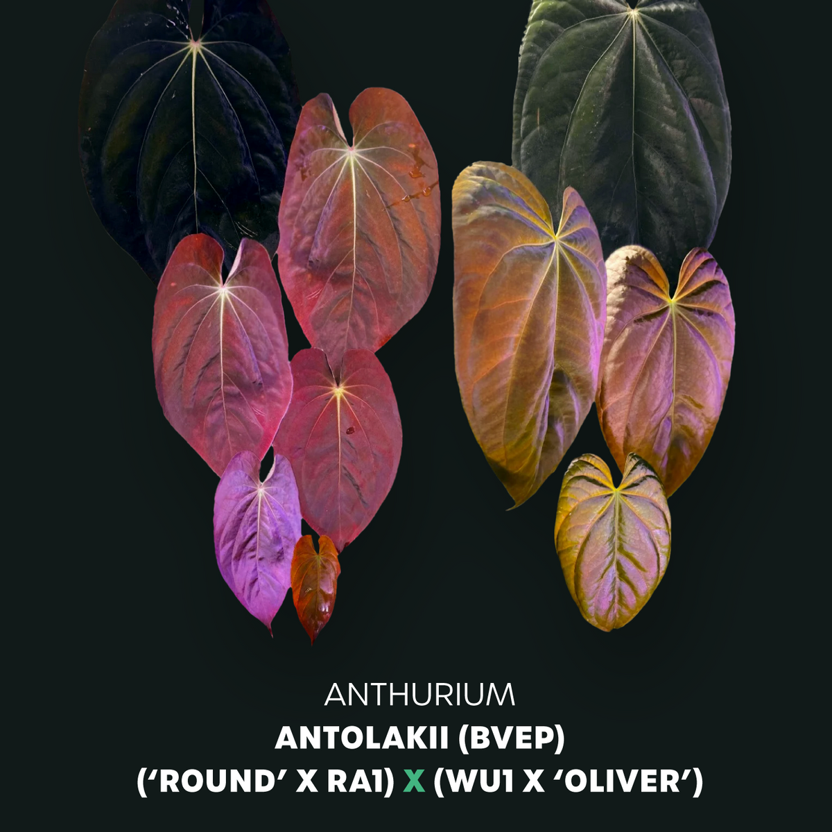 アンスリウムreegarden papi✖️antolakii「bvep」