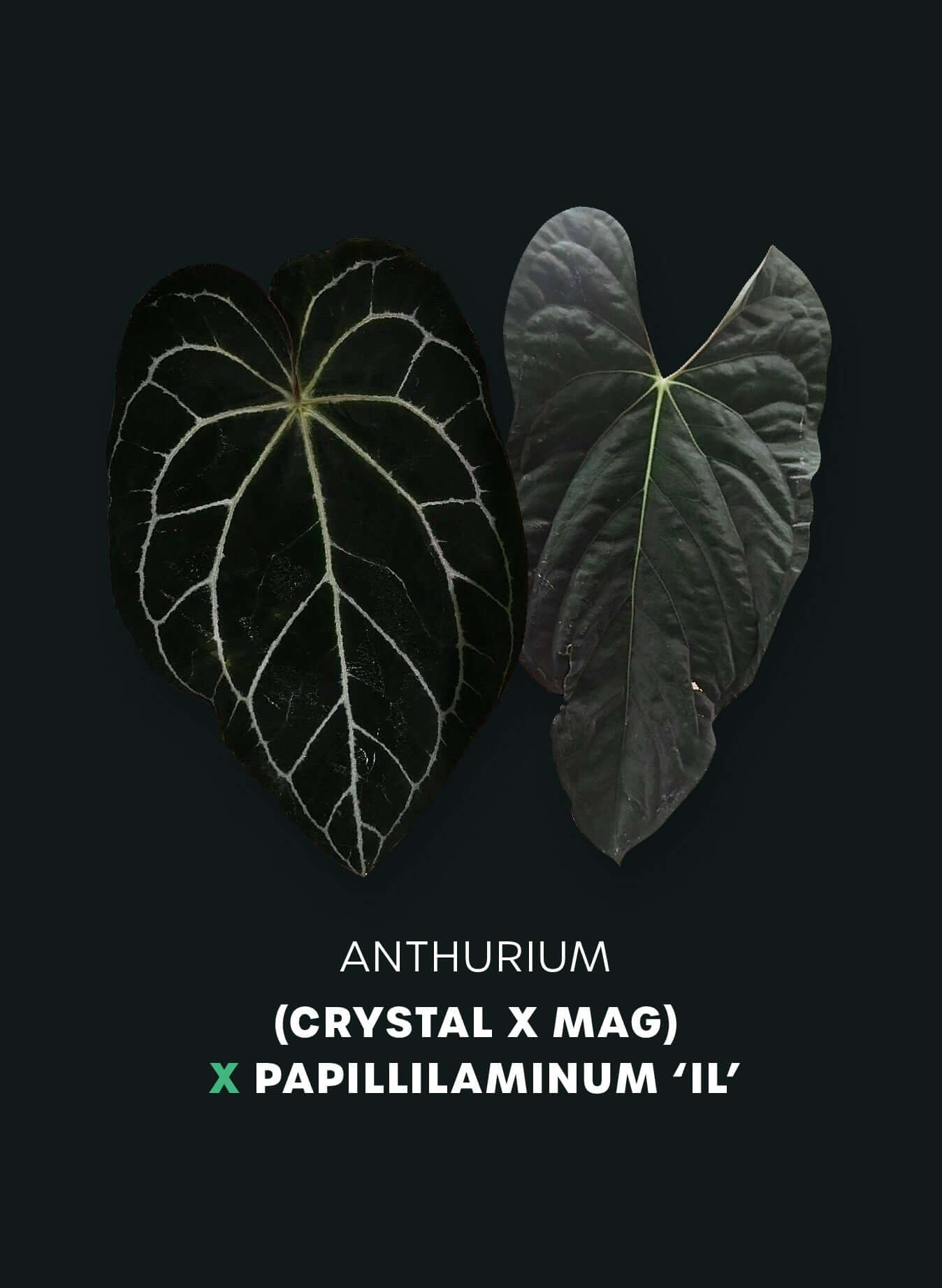 Anthurium (Crystallinum x Magnificum) x Papillilaminum 'IL' - SMUKHI