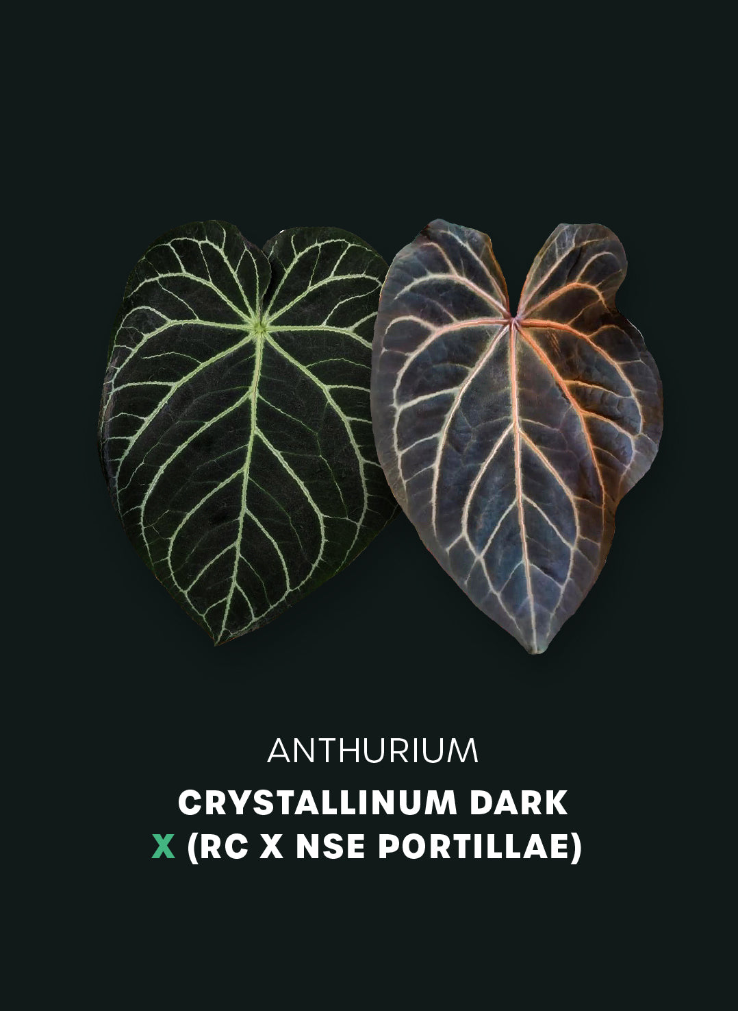 Anthurium Crystallinum Dark x (Red Crystallinum x NSE Portillae) - Seeds