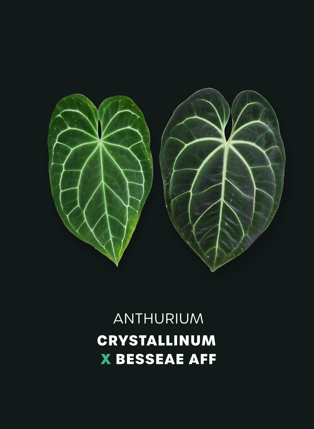 Anthurium Crystallinum x Besseae aff - Seeds