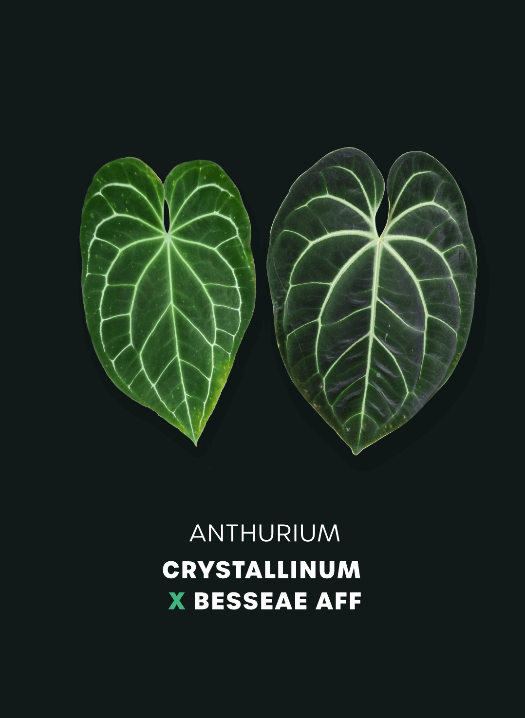 Anthurium Crystallinum x Besseae aff - SMUKHI