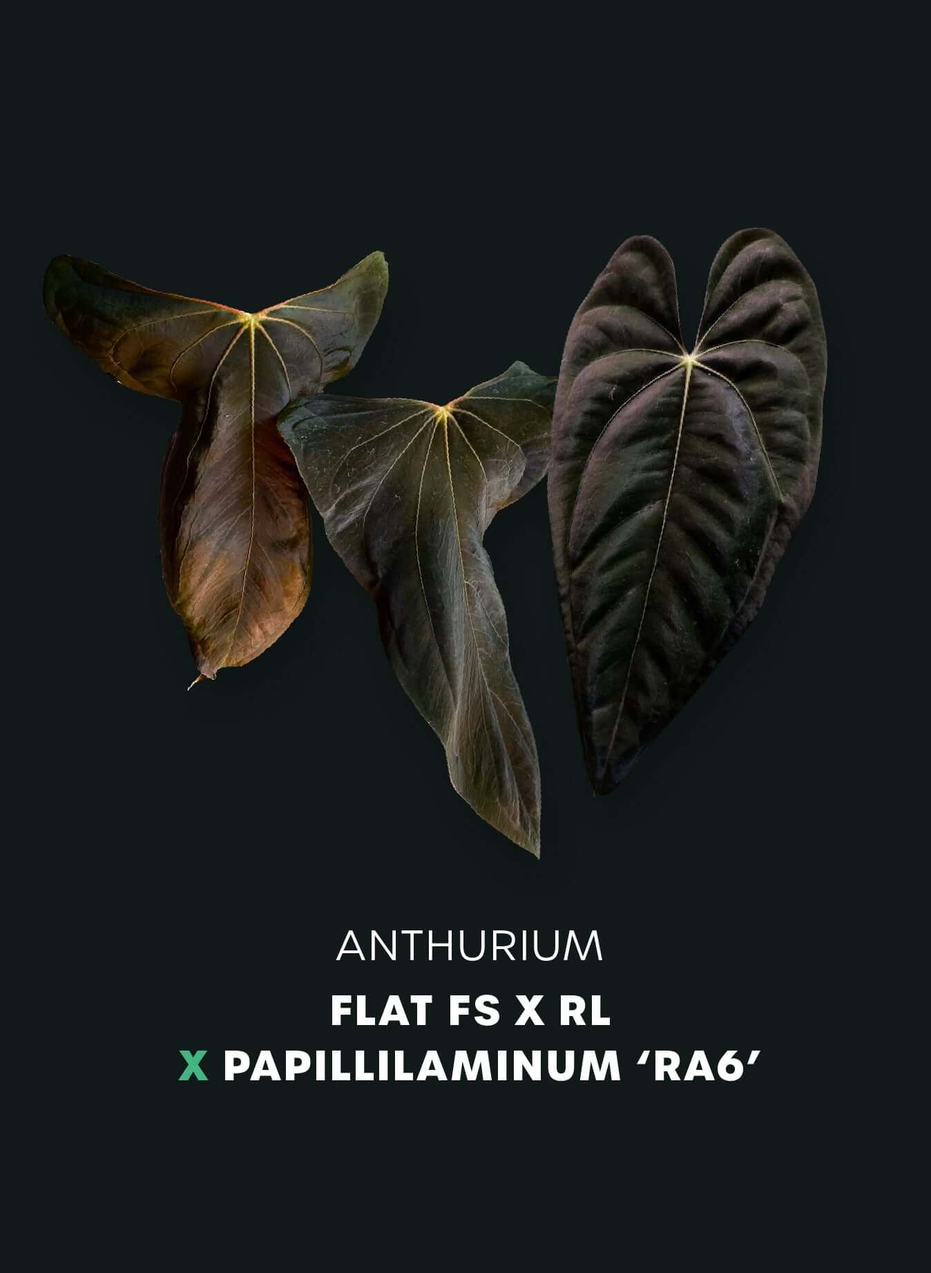 Anthurium Papillilaminum FSxRL Flat Sinus x Papillilaminum 'RA6' - SMUKHI