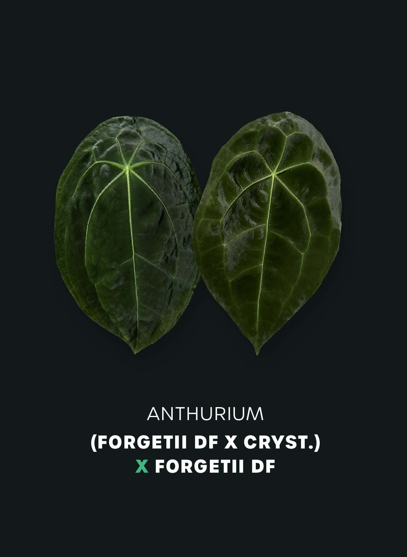 Anthurium (Forgetii DF x Crystallinum) x Forgetii DF - SMUKHI