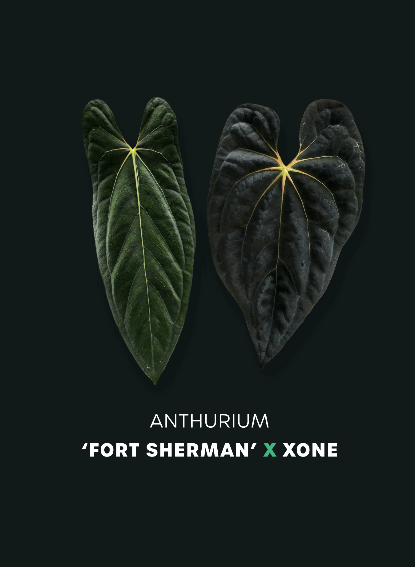 Anthurium Papillilaminum 'Fort Sherman' x XOne - SMUKHI