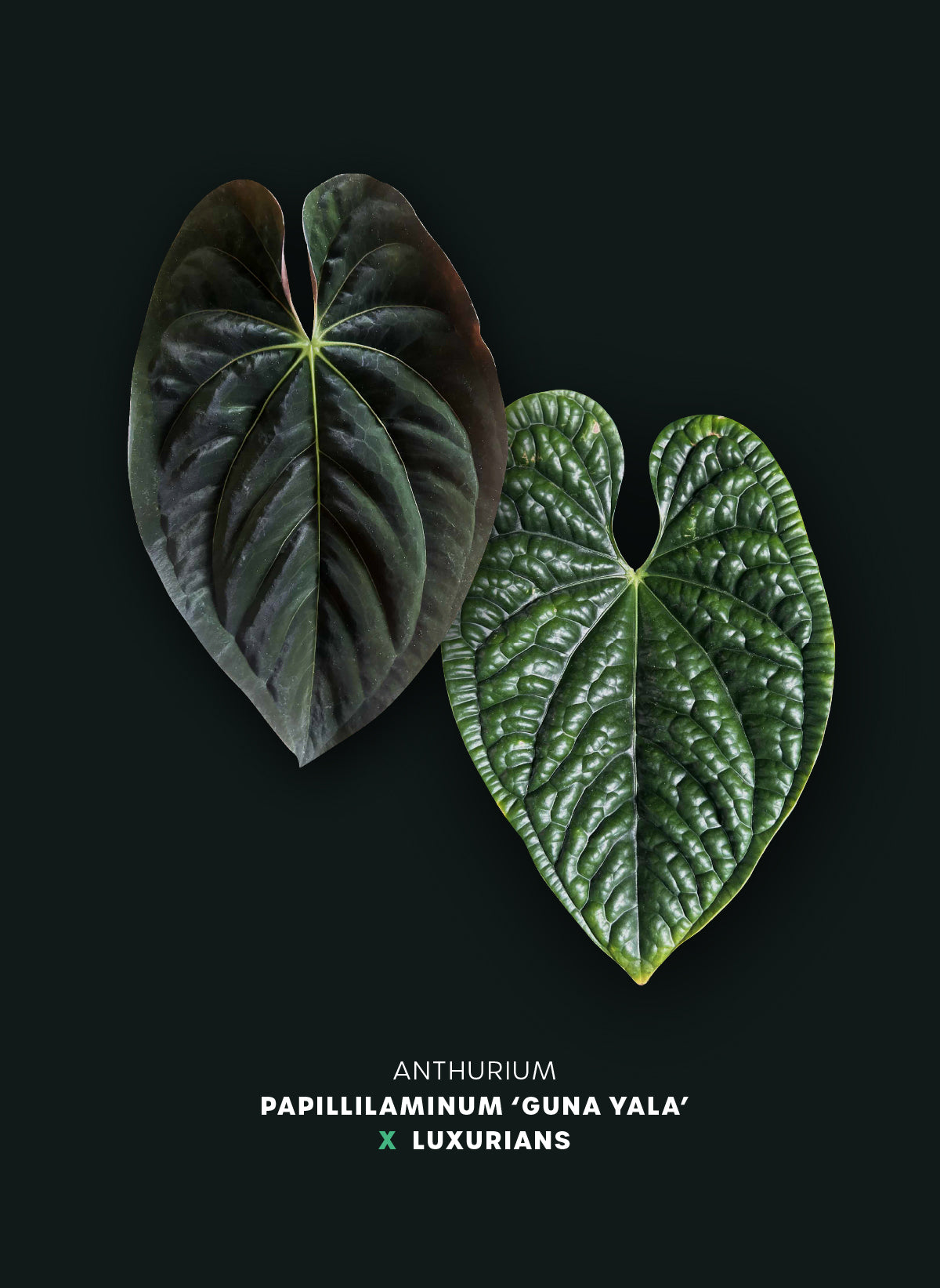 Anthurium Papillilaminum 'Guna Yala' x Luxurians