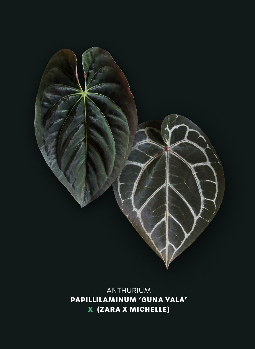 Anthurium Papillilaminum 'Guna Yala' x (Zara x Michelle)