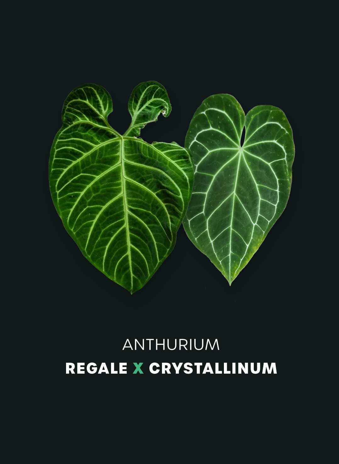 Anthurium Regale x Crystallinum