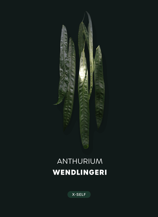 Anthurium Wendlingeri (XS) - SMUKHI