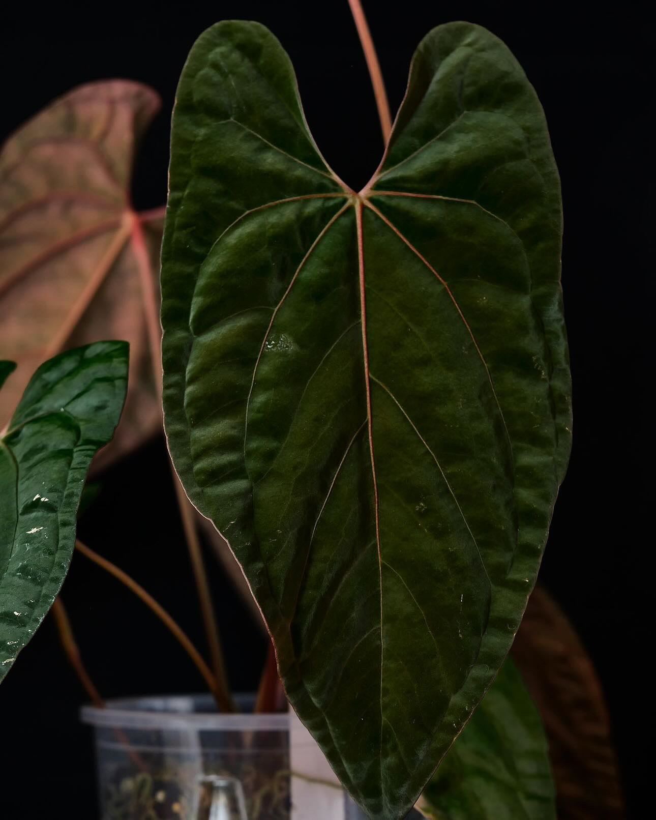 Anthurium RLxFS 'Rouge' x Luxurians plant with vibrant red leaves and lush green foliage, grown by Mathiux Aroid.