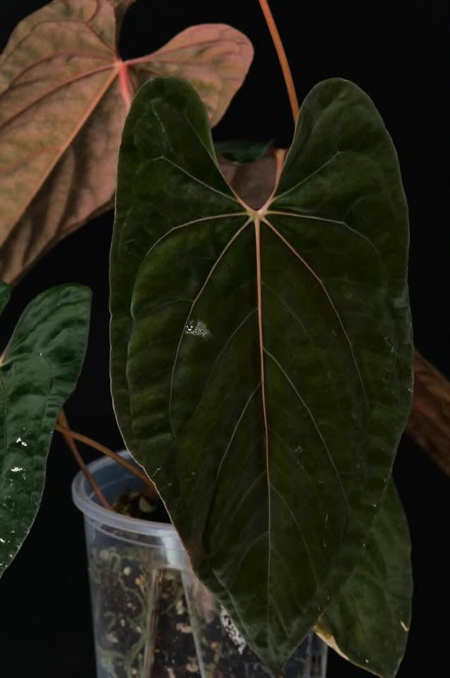 Mathiux Aroid Anthurium FSxRL x RLxFS 'Rouge' plant with vibrant red foliage, shown in a stylish indoor setting.