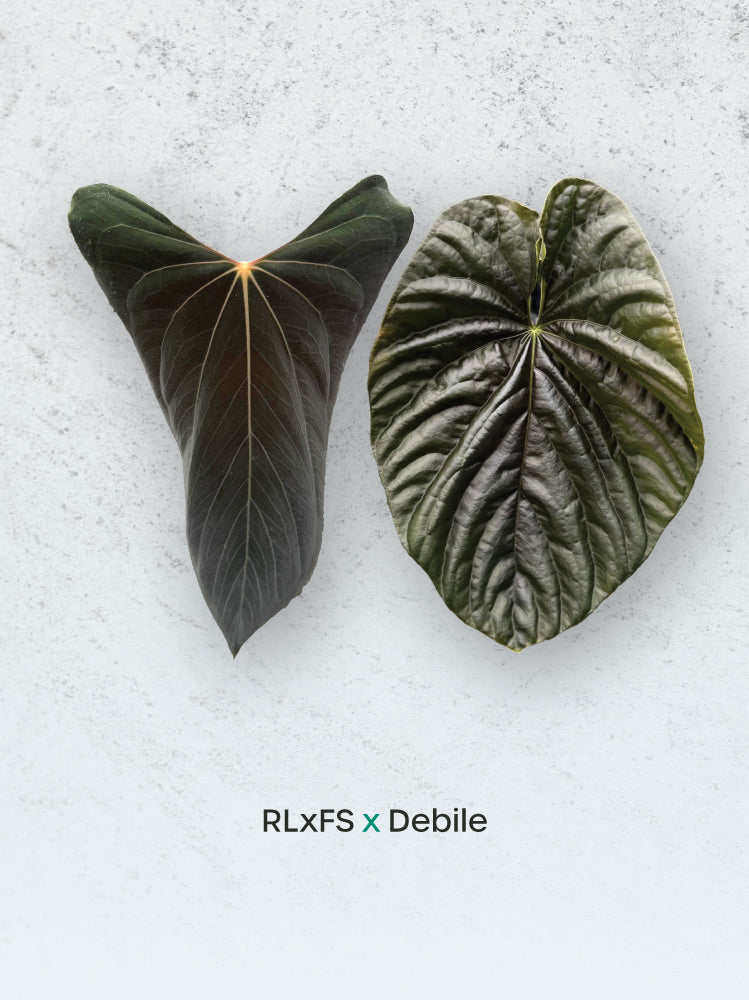 Variegated Stingray Anthurium RLxFS x Debile plant with lush green and variegated leaves, showcasing vibrant foliage and unique leaf patterns.