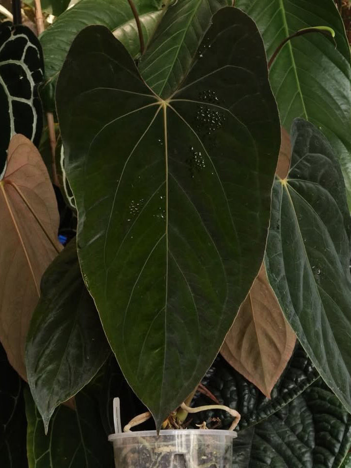 Anthurium Ralph Lynam S1 - Rare Finds for Refined Collections | SMUKHI