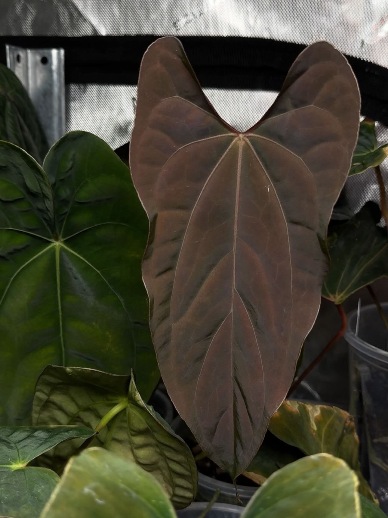 Velvet Anthurium Subsignatum plant by Mathiux Aroid with lush green leaves and distinctive textured foliage, shown in Ralph Lynam photograph.