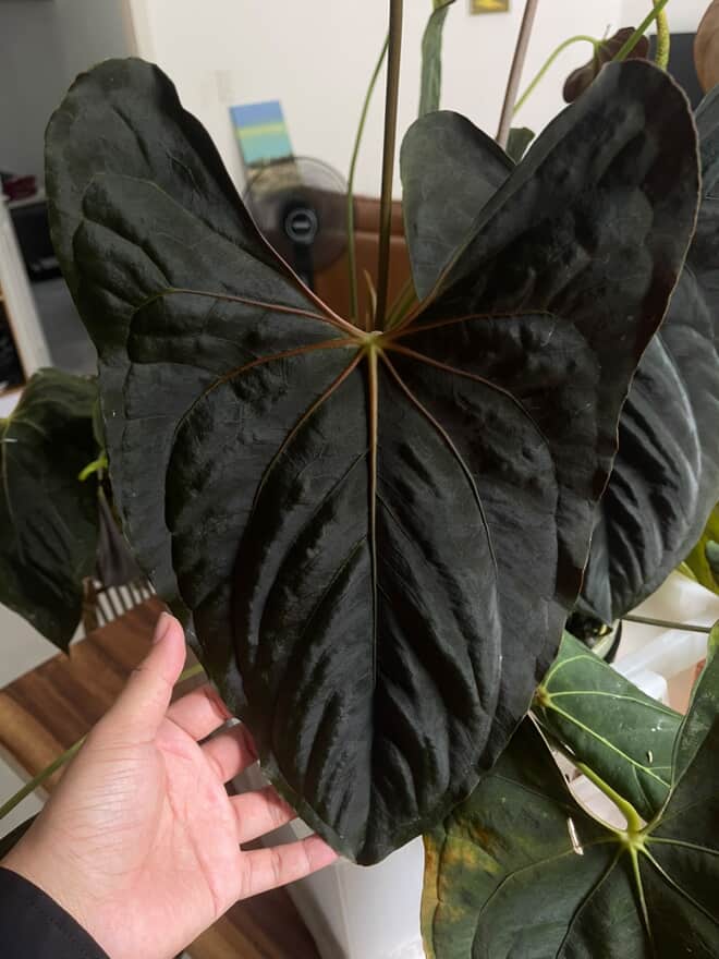 Anthurium (Ralph Lynam x Fort Sherman) x Ralph Lynam S1