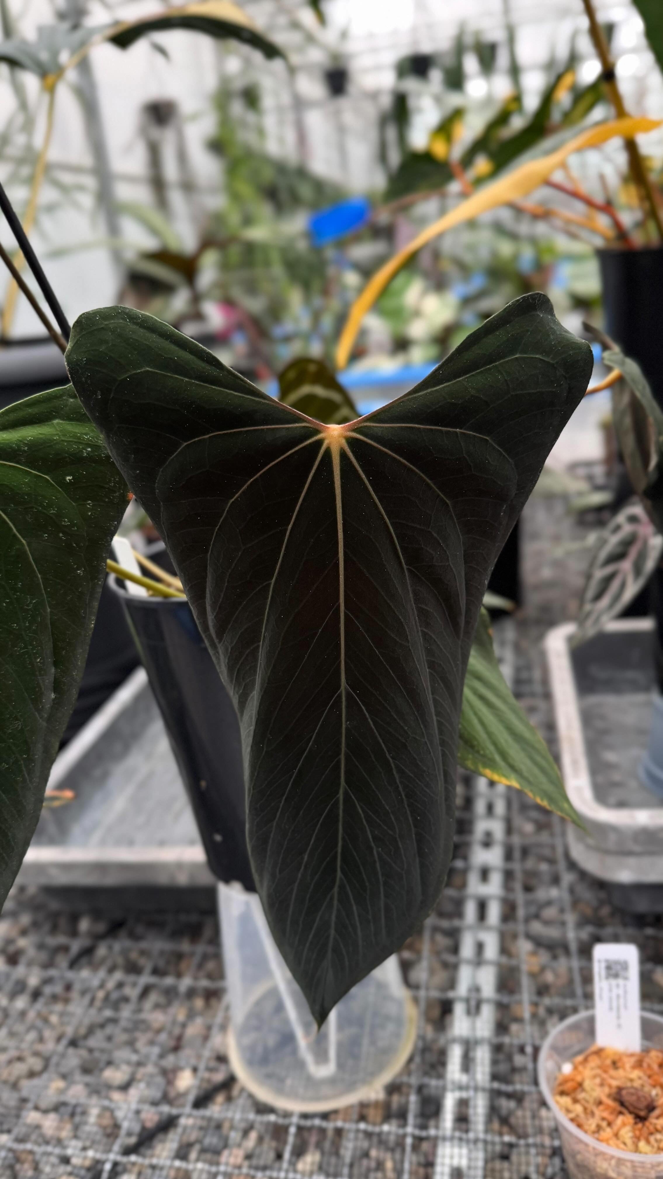 Variegated Stingray Anthurium ‘Eyewall’ plant with lush green and white variegated leaves, grown by Ralph Lynam x Fort Sherman.