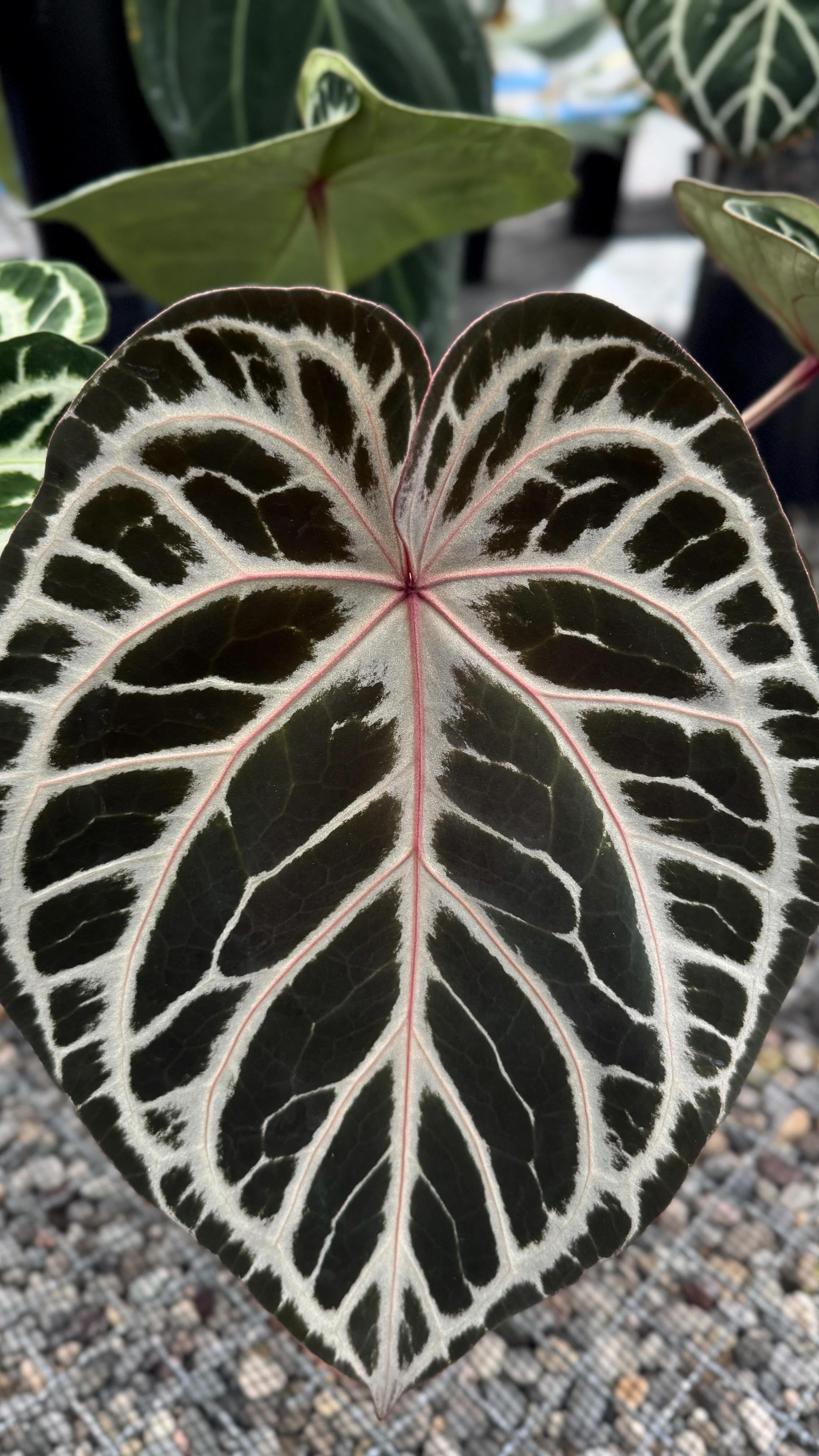 Variegated Stingray Anthurium plant with vibrant red Crystallinum and Silver foliage, featuring striking dark and red leaf accents.