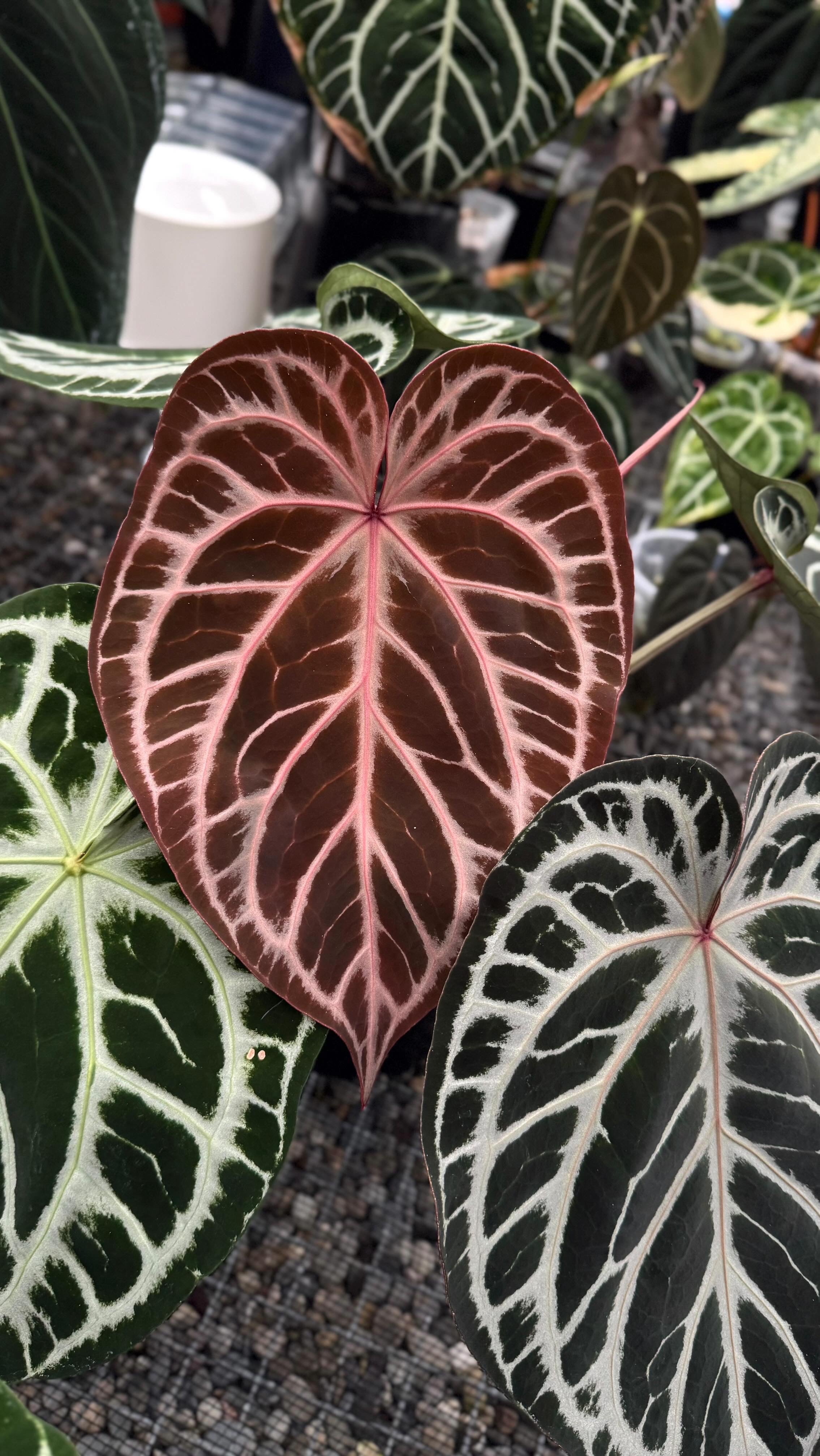 Variegated Stingray Anthurium plant with striking red crystallinum and silver variegation, featuring deep red and black foliage.