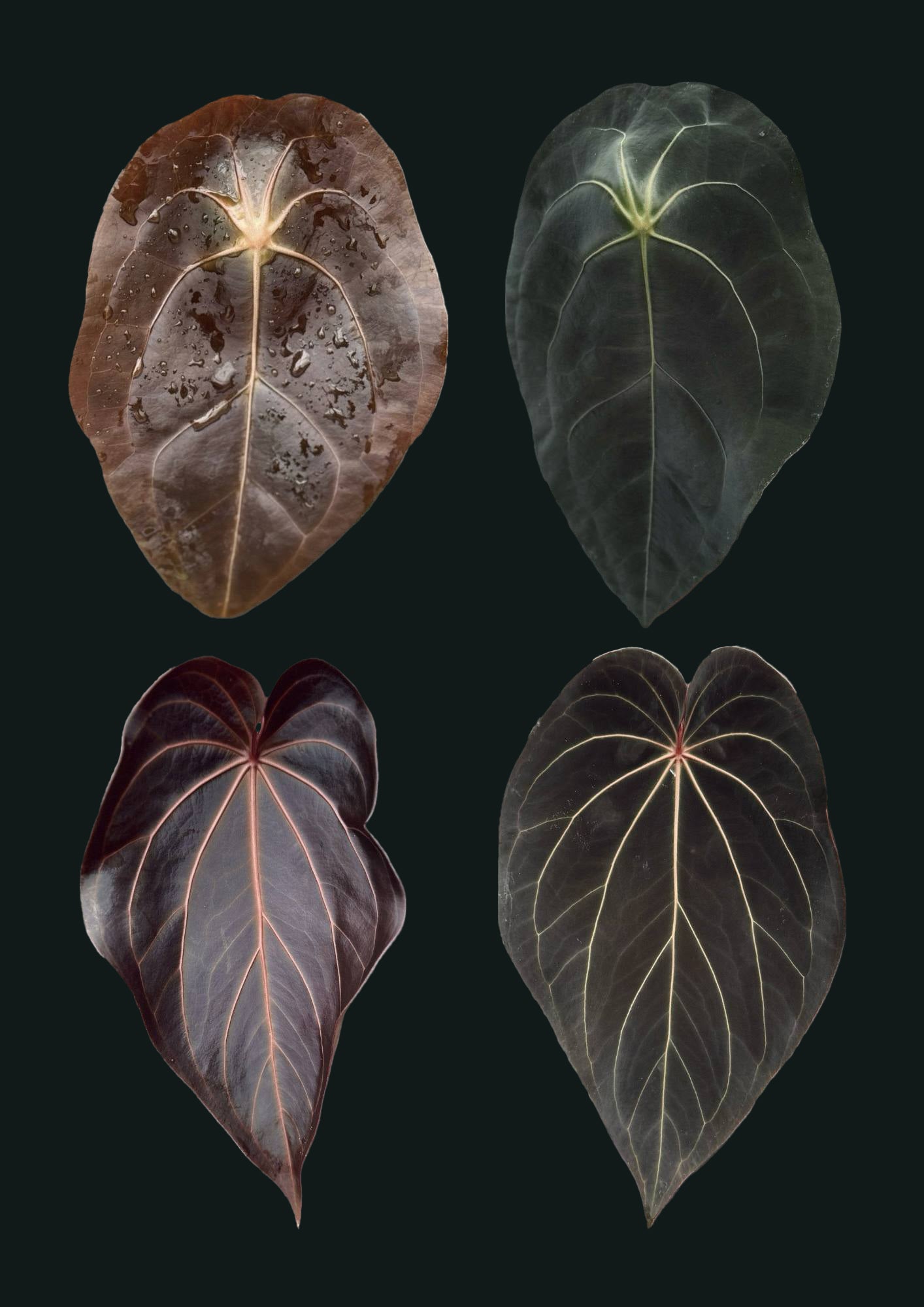 Anthurium ('Red Spider' x Forgetii) x (Black Widow x Red Velvet Cake)