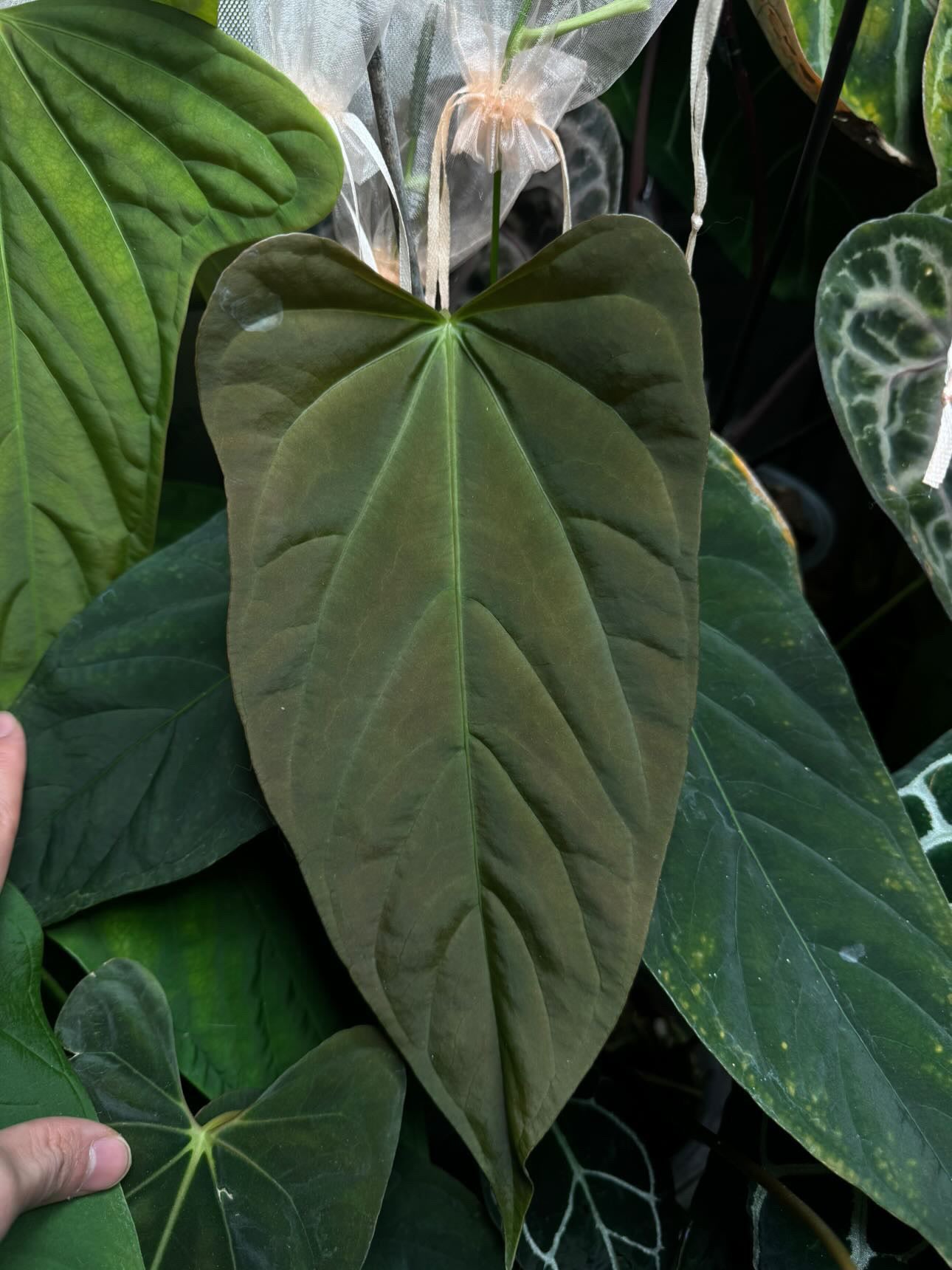 Anthurium Rioclaroense hybrid plant from Mathiux Aroid, showing glossy green leaves and vibrant colorful spathes.