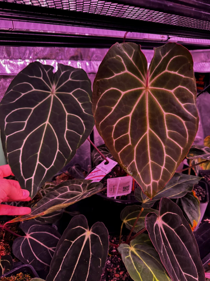 Anthurium Tim Anderson ‘Stripey’ x Crystallinum ‘Chocolate’