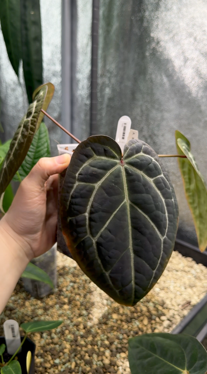 Open House Aftersale - Part 4 (150 - 199)