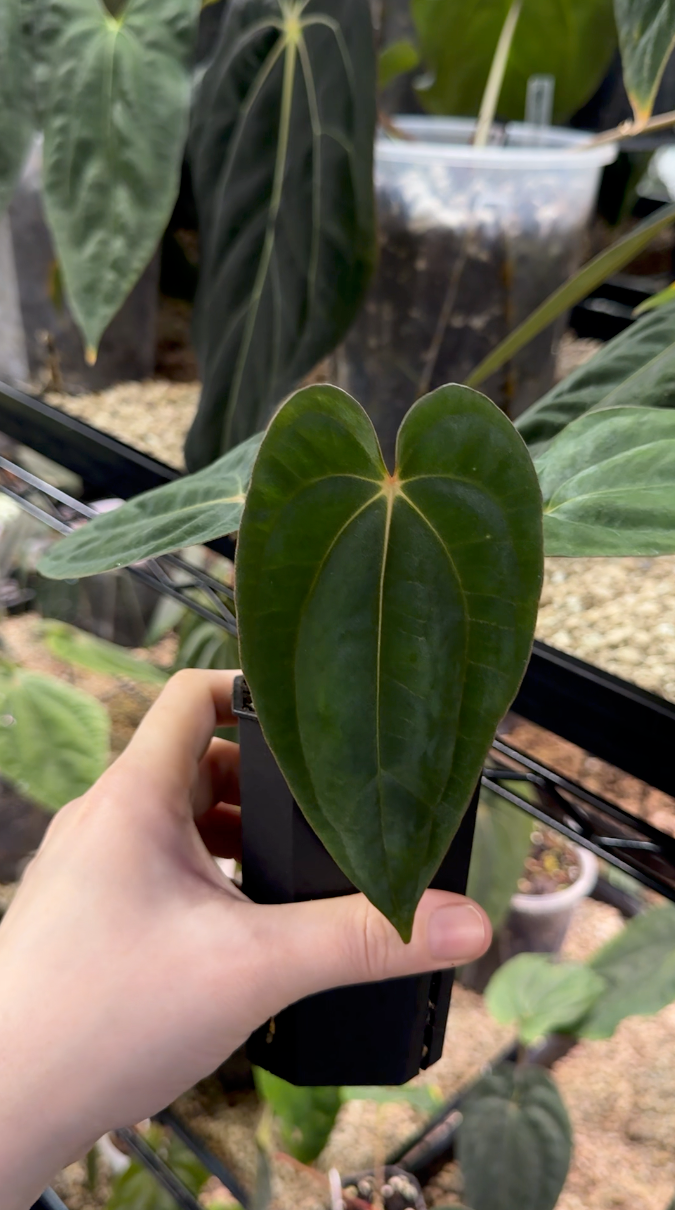 Open House Aftersale - Part 4 (150 - 199)