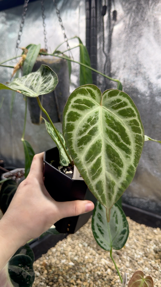 Open House Aftersale - Part 4 (150 - 199)