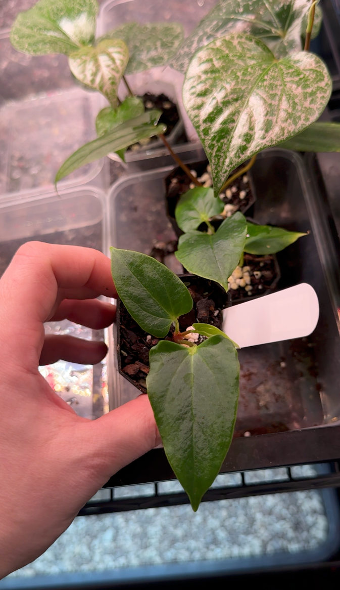 Open House Aftersale - Part 4 (150 - 199)