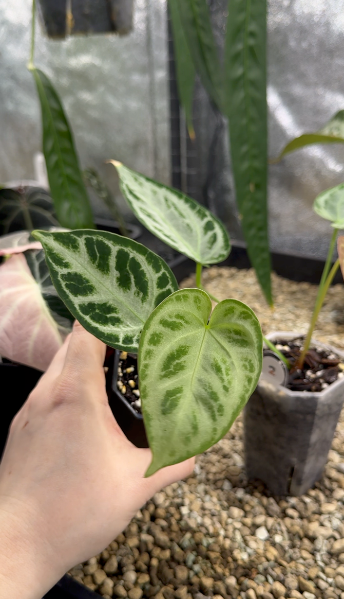 Open House Aftersale - Part 4 (150 - 199)