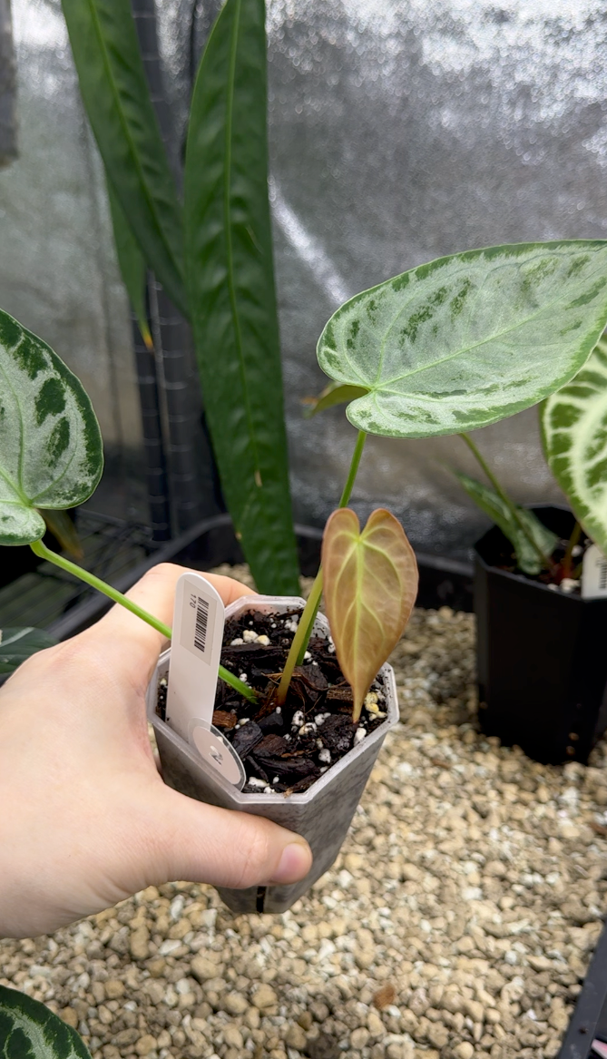 Open House Aftersale - Part 4 (150 - 199)