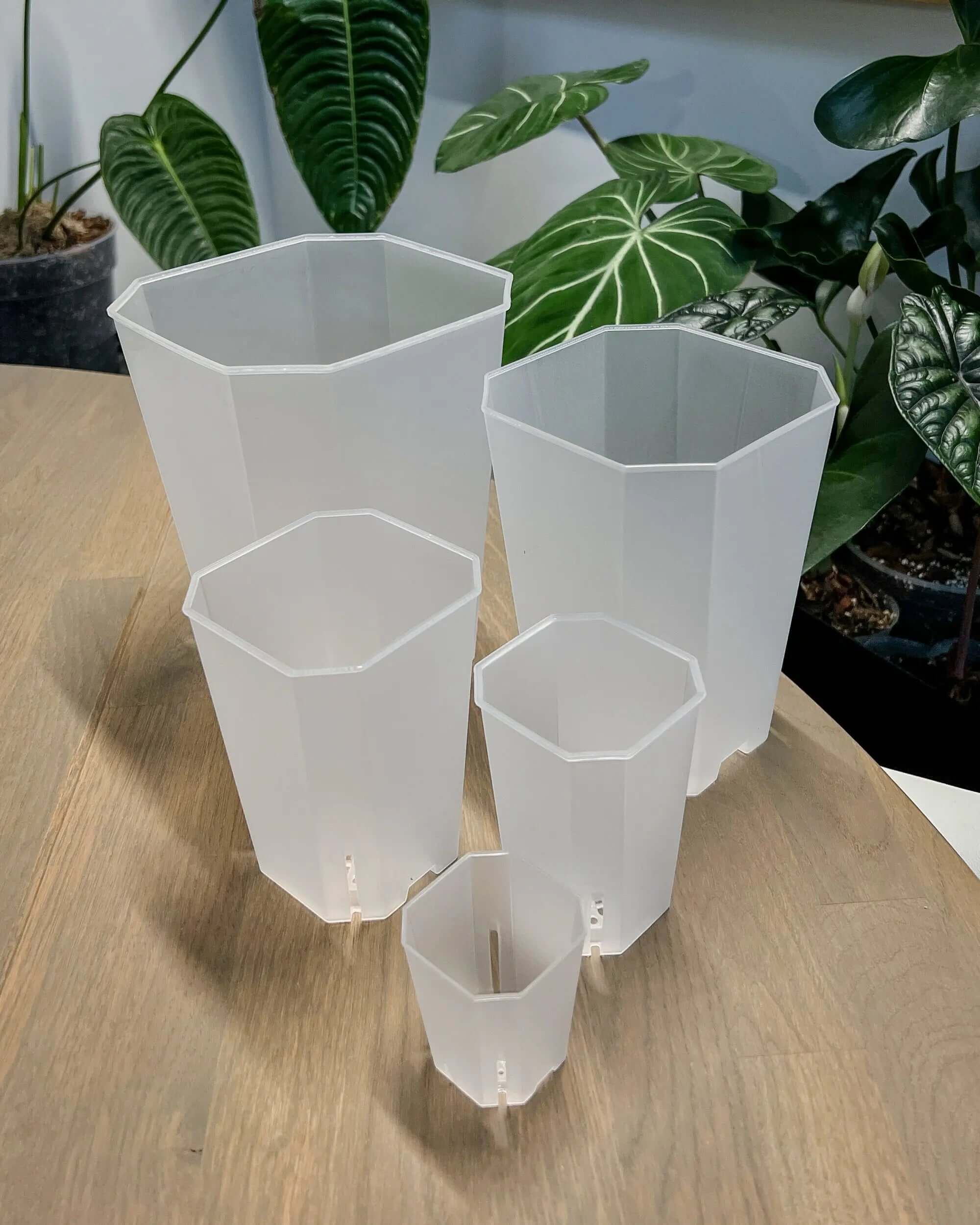 Square Aroid Pots - Semi-opaque Plastic - SMUKHI