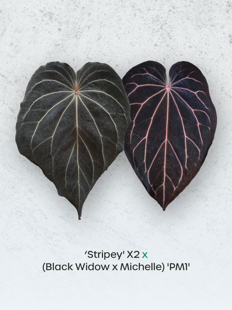 Two Anthurium 'Stripey' plants from Understory Oasis, featuring striking striped leaves and dark, glossy foliage.