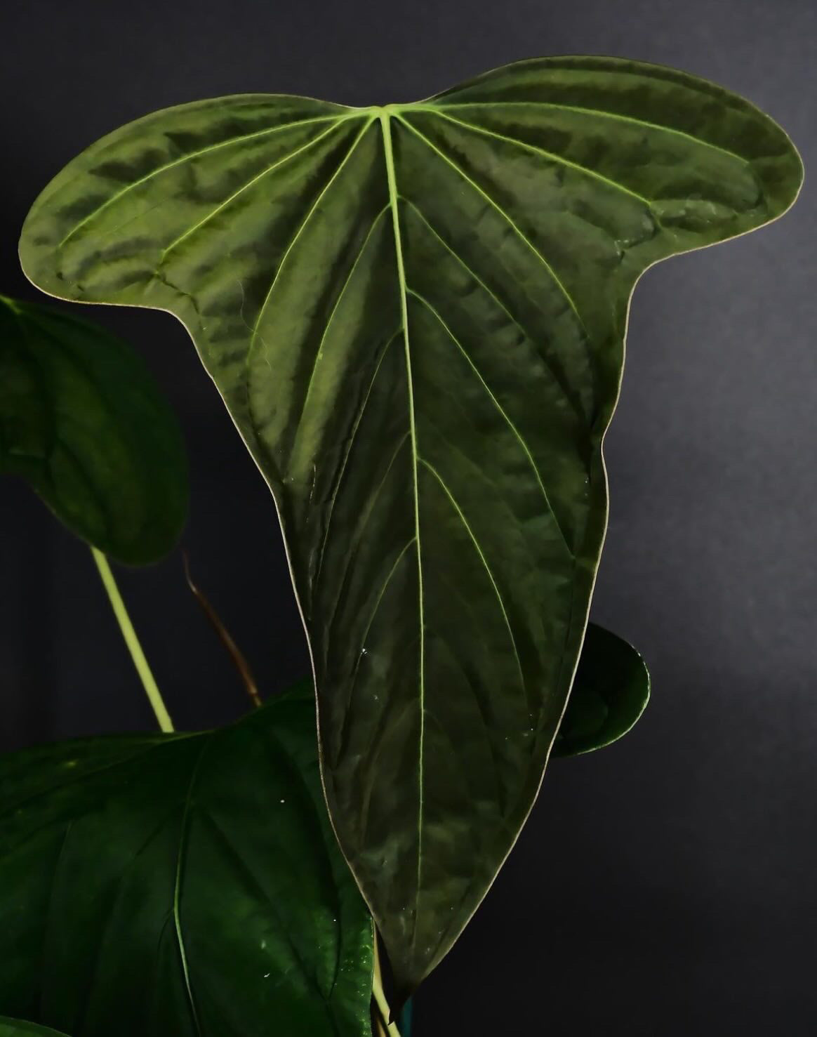 Anthurium Subsignatum Velvet plant by Mathiux Aroid featuring lush green leaves and reddish-brown spathes, healthy and vibrant.