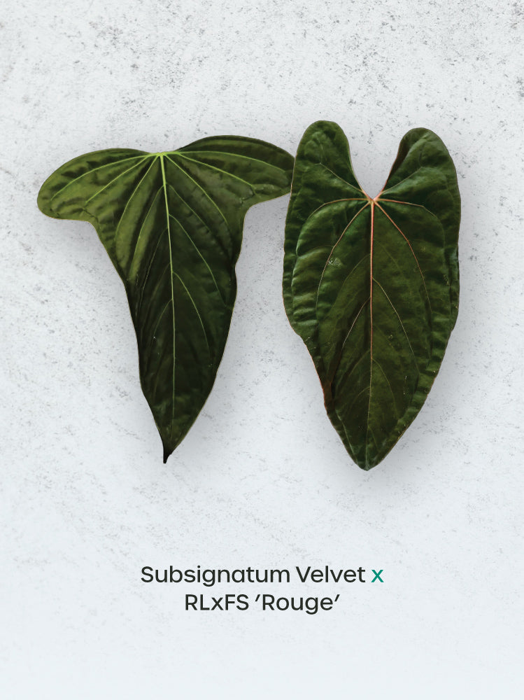 Anthurium Subsignatum Velvet x RLxFS ’Rouge’ plant with vibrant red leaves and lush green foliage, displayed in a decorative pot.