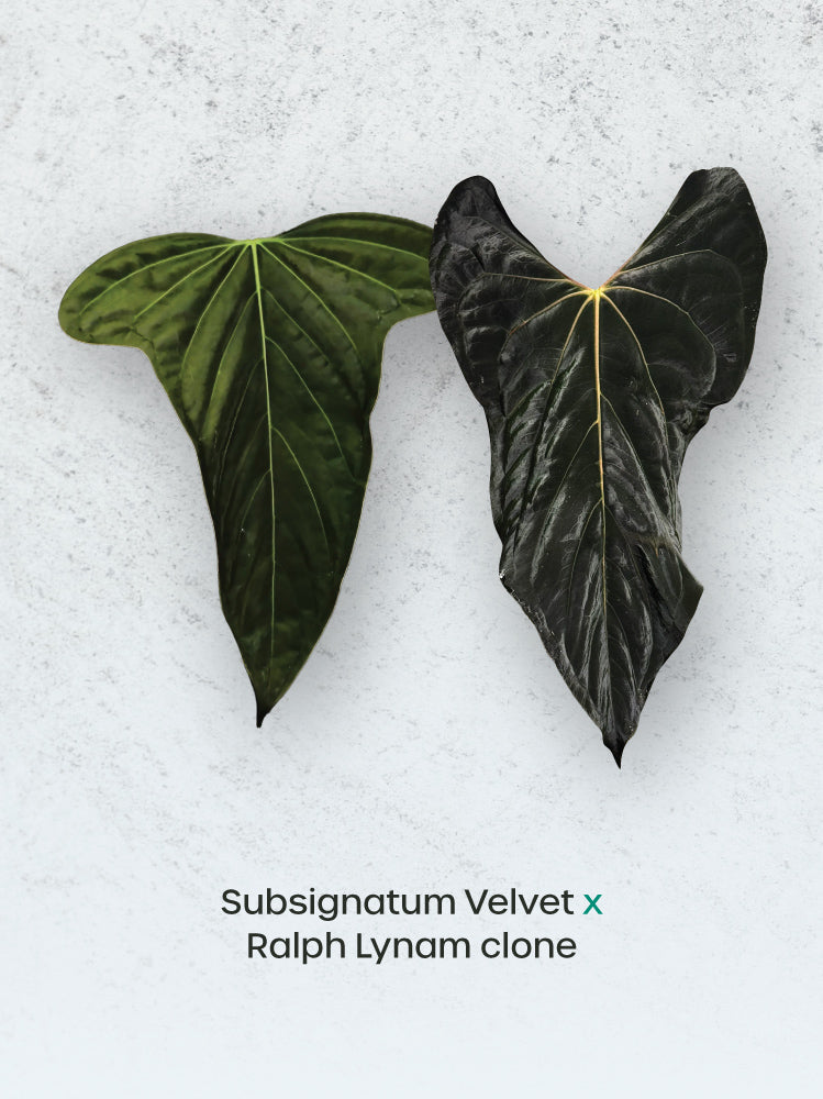 Anthurium Subsignatum Velvet x Ralph Lynam - Rare Finds for