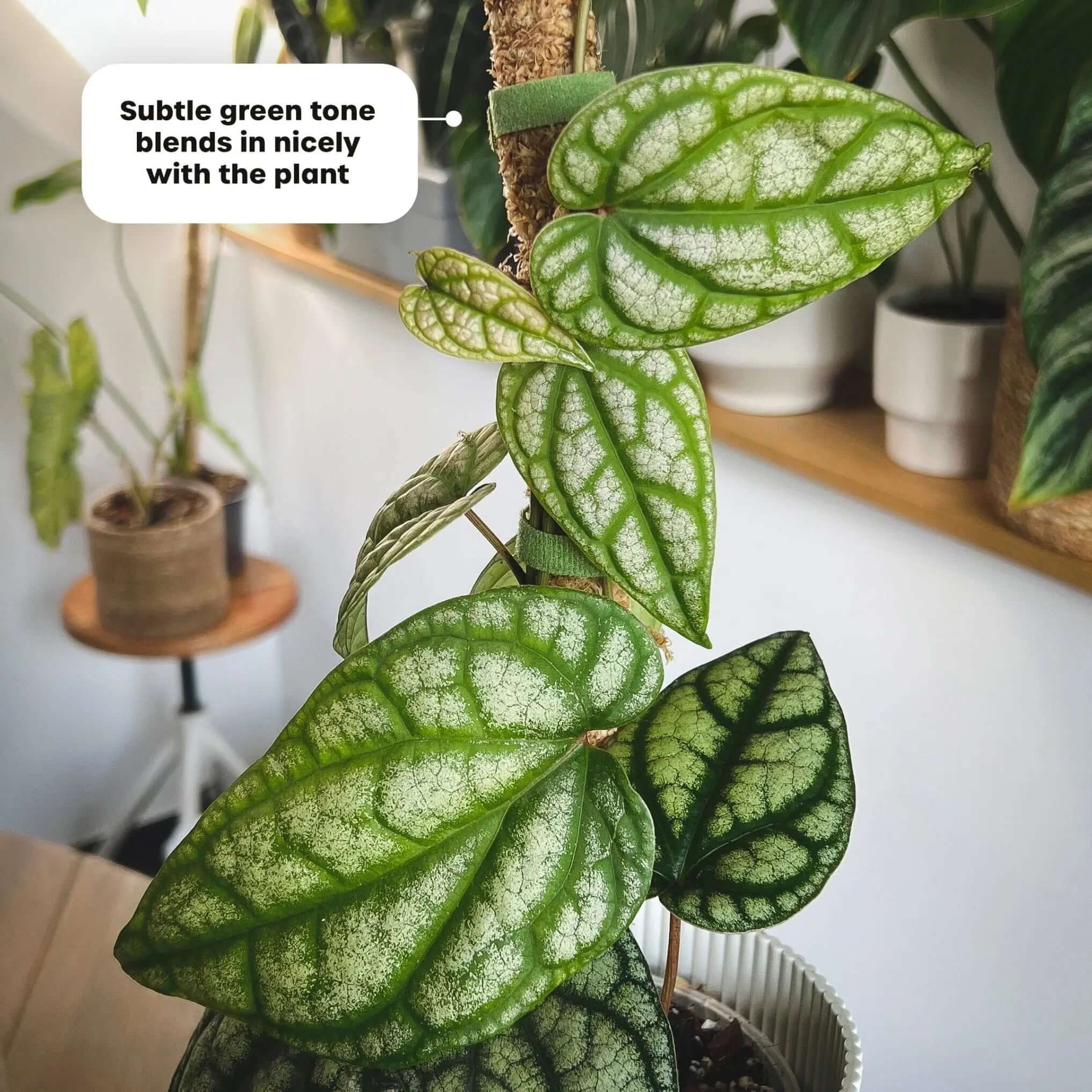 Plant Velcro