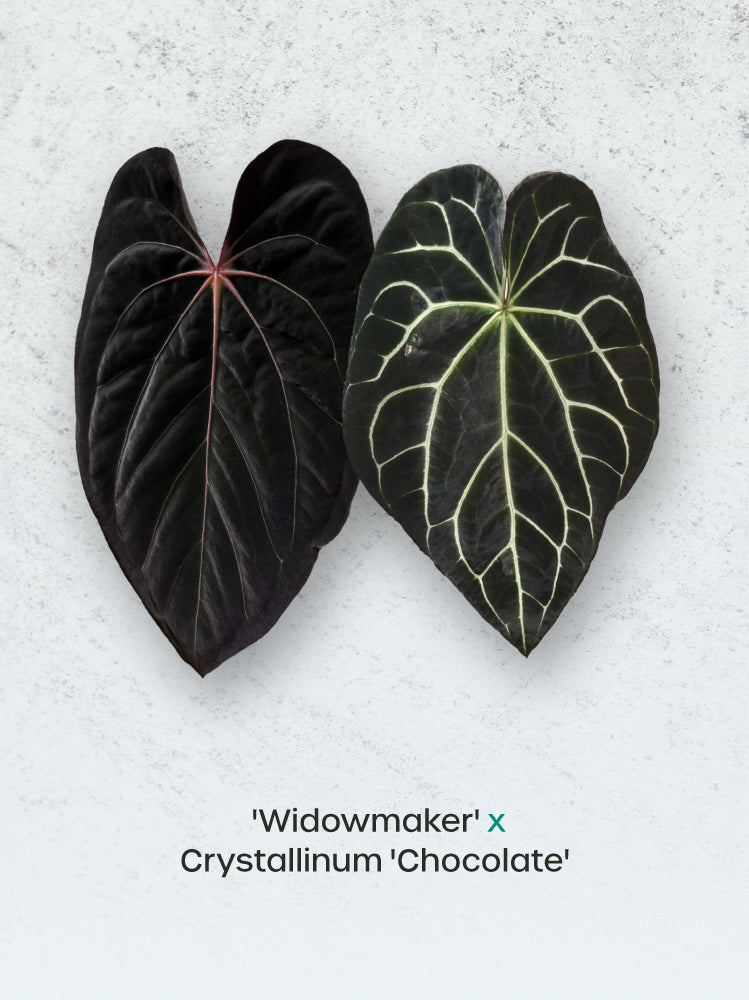 Anthurium Widowmaker x Crystallinum Chocolate plant with glossy dark leaves and vibrant green foliage, displayed in a pot.