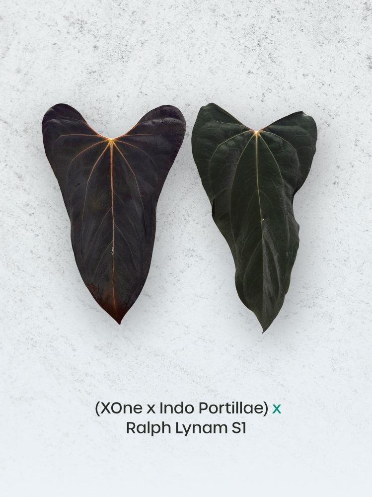 アンスリウム　Ｘ-one x Portillae Anthurium (XOne x Indo Portillae) x Ralph Lynam S1 - Rare Finds