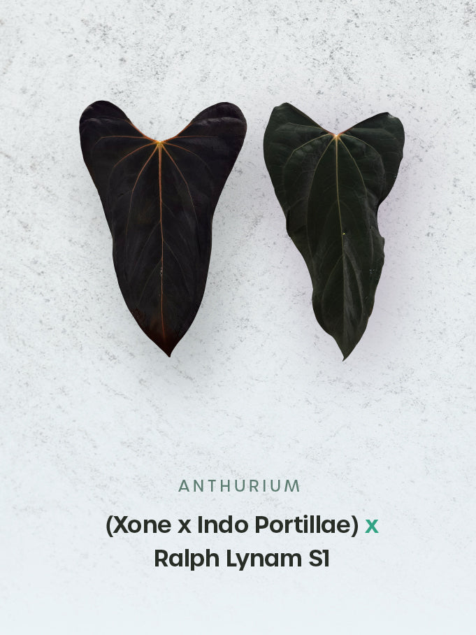 Anthurium (XOne x Indo Portillae) x Ralph Lynam S1 - Rare Finds