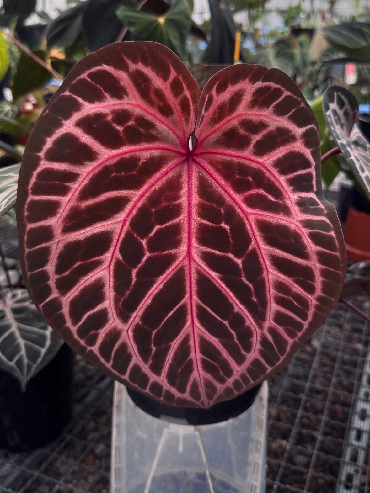 Variegated Stingray Anthurium 'Bleeding Heart' plant with lush green leaves and distinctive variegation, featuring heart-shaped flowers.