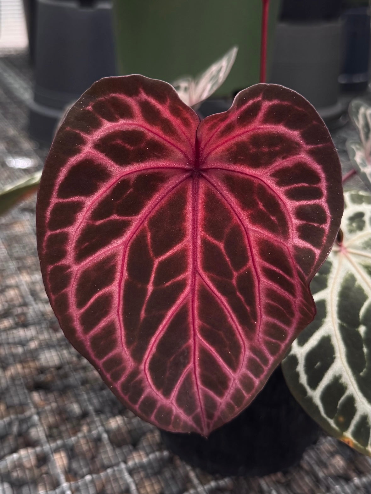 Variegated Stingray Anthurium HU x Zara x Michelle 'Bleeding Heart' plant with vibrant leaves and distinctive variegation.