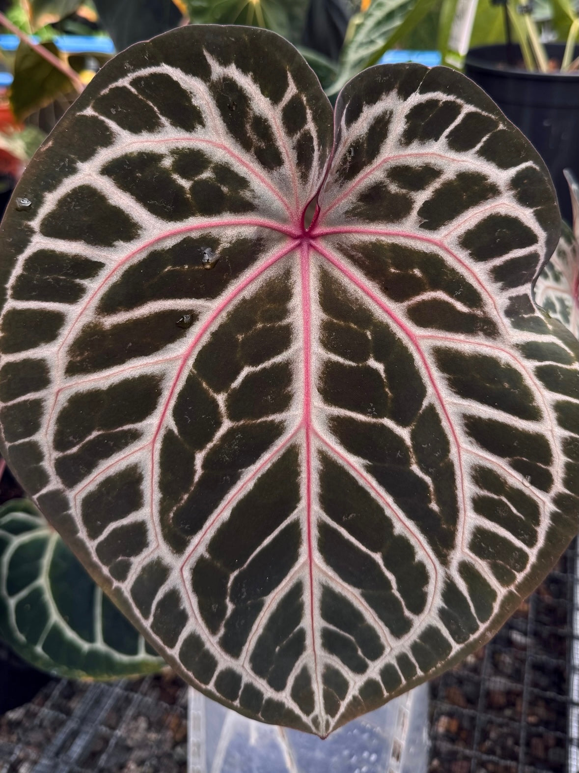 Variegated Stingray Anthurium HU x Zara x Michelle 'Bleeding Heart' plant with vibrant, heart-shaped leaves and variegated foliage.