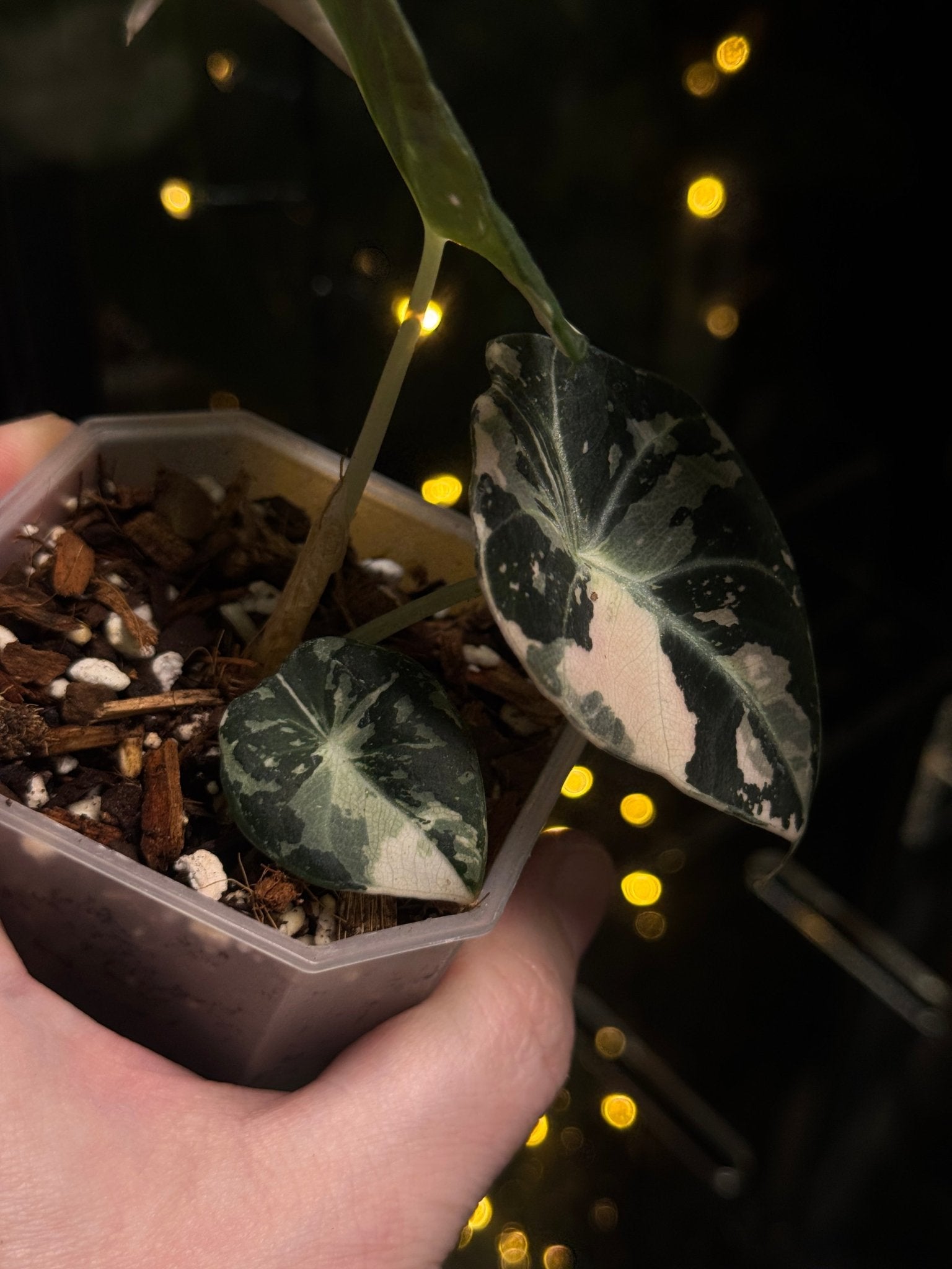 Alocasia Black Velvet Pink Variegata - SMUKHI