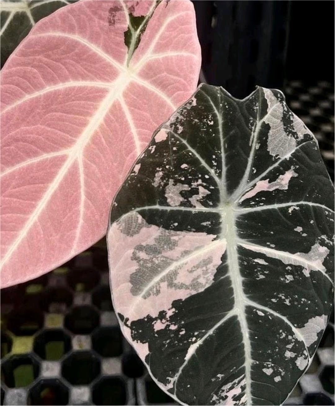 Alocasia Black Velvet Pink Variegata - SMUKHI