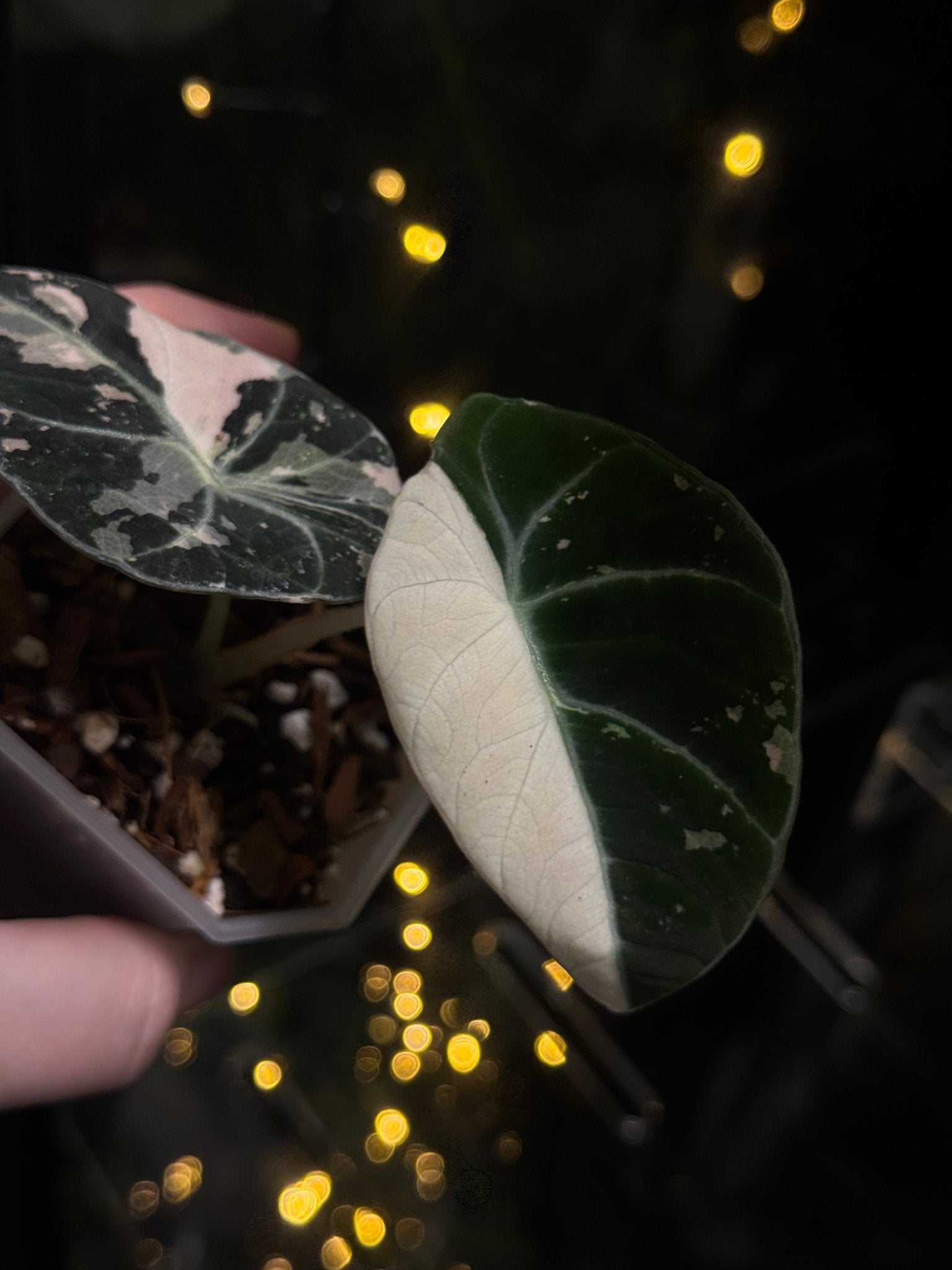 Alocasia Black Velvet Pink Variegata - SMUKHI