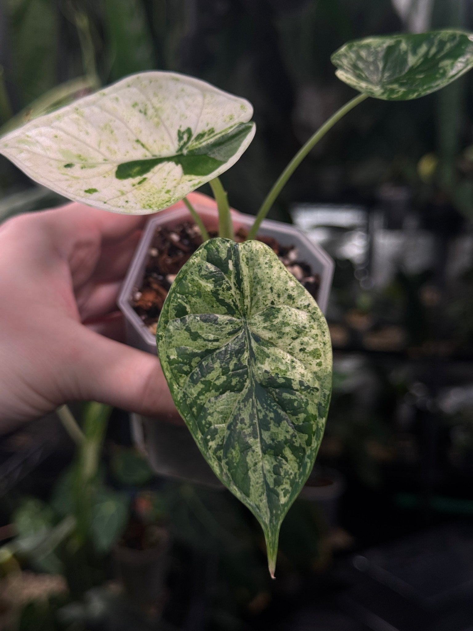 Alocasia Dragon Scale Variegata - SMUKHI